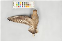 藏品(鐵嘴鴴)的圖片